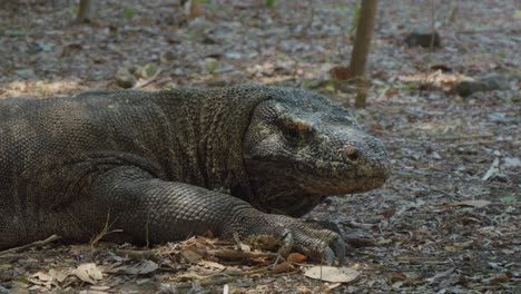 Medium-shot-of-a-Komodo-dragon-lying-on-the-ground,-showcasing-its-intricate-scales-and-formidable-presence