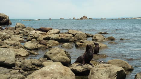 Seal-colony-in-the-coasts-of-Kaikoura,-New-Zealand