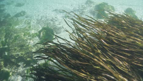 Underwater-view-of-flowing-seaweed-Weeki-Wachi-Springs-State-Park