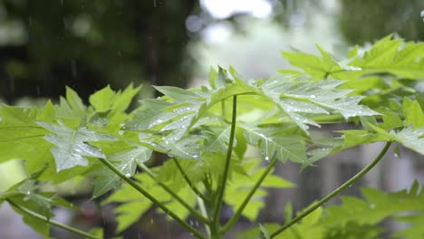 Heavy-raindrops-falling-on-papaya-leaves,-closeup-slow-zoom