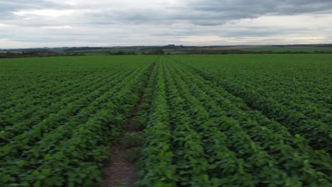 Campos-De-Soja-En-Brasil