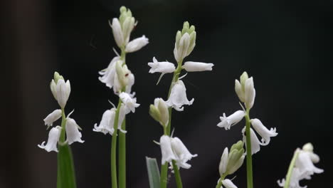 Campanillas-Blancas-Silvestres-En-Medio-De-Un-Cultivo-De-Flores-De-Campanillas-Tradicionales-En-Un-Bosque-De-Worcestershire,-Inglaterra