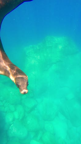 Robben-Schwimmen-Unter-Blauem-Ozean---Vertikale-Aufnahme