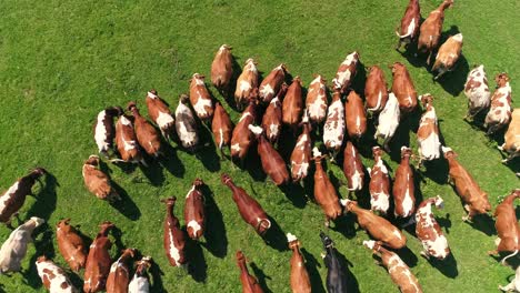 Aerial-top-down-view-of-meadow-with-herd-of-cows