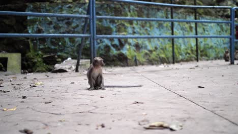 Un-Joven-Macaco-De-Cola-Larga-Sentado-En-El-Suelo-Y-Masticando-Comida-En-Las-Cuevas-De-Batu-En-Kuala-Lumpur,-Malasia.