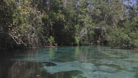 Vista-Sobre-El-Agua-Del-Manantial-Natural-Weeki-Wachee,-Vegetación-Y-Aves