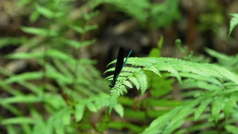 Ebony-jewelwing-damselfly-opening-closing-wings-on-fern-Florida-4k-60p