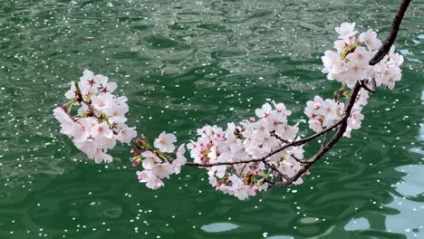 Cherry-blossom-tree-branch-falling-over-still-blue-river-water-japanese-sakura-petals