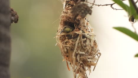 Hummingbird-in-bird-nest-