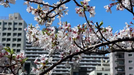 Panorama-Der-Japanischen-Stadt-Yokohama-Mit-Kirschblüten-Sakura-Bäumen-Unter-Der-Skyline