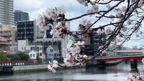 Flower-petals-of-sakura-cherry-blossom-japanese-iconic-tree-over-yokohama-river-cityscape-ookagawa-promenade
