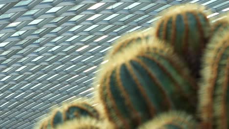 Enfoque-En-Rack-Que-Captura-Hermosos-Cactus-Espinosos-En-Un-Ambiente-De-Invernadero,-Primer-Plano