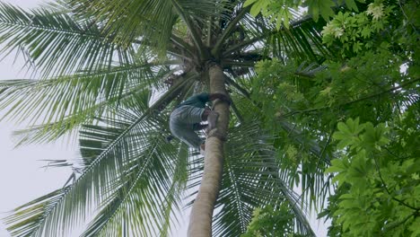 Strong-barefoot-Tanzania-man-swinging-and-climbing-tall-palm-tree-picking-exotic-coconuts