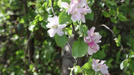 Floreciente-Manzano-Flores-Rosadas-En-Un-Soleado-Día-De-Primavera