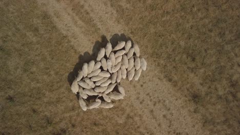 aerial-top-down-of-a-group-flock-of-white-sheep-gazing-in-the-meadow