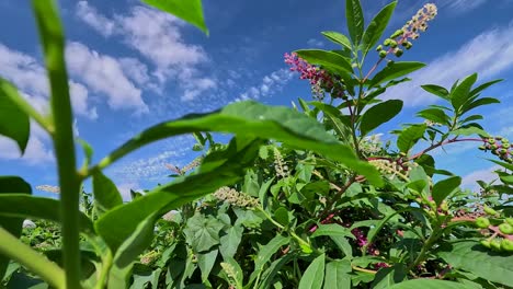 Very-green-plant-with-white-flowers-and-highly-toxic-berries-grows-as-a-pest-for-farmers-in-abandoned-land-in-spring,-sunny-day,-shot-traveling-backwards-descending,-Pontevedra,-Galicia,-Spain