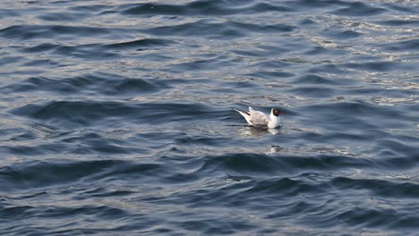 Una-Gaviota-De-Cabeza-Negra-Herida-Flota-En-El-Agua-Del-Mar-Temprano-En-La-Mañana