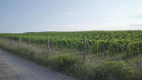 Italien,-Toskana,-Frau,-Die-Auf-Einem-Italienischen-Vespa-Roller-Auf-Einer-Verengten-Straße-In-Der-Italienischen-Toskana-Mit-Weinbergen-Und-Malerischer-Landschaft-Fährt