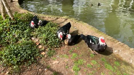 Wir-Sehen-Die-Aufnahmen-Am-Rande-Eines-Teichs-Von-Einer-Gruppe-Schwarzer-Enten-Mit-Weißen-Spuren-Und-Einer-Roten-Maske-Im-Wasser.-Wir-Sehen-Ein-Paar-Mit-Wilderen-Farben-In-Den-Jardines-De-El-Principe-In-Aranjuez,-Spanien.