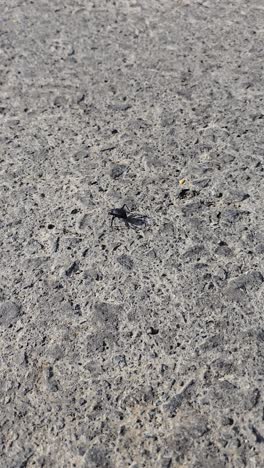 A-desert-beetle,-also-known-as-Stenocara,-spotted-on-the-road-near-the-desert,-attempting-to-escape