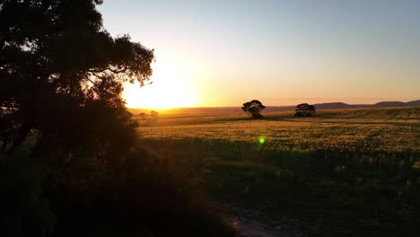 Spur-Von-Hinter-Dem-Baum-Zum-Sonnenuntergangsfeld