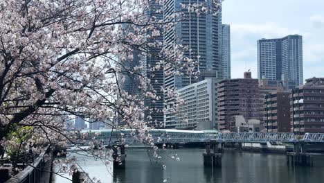 Panoramic-river-cityscape-bridge-crossing-water-channel-Japanese-spring-waterfront-location-with-sakura-cherry-blossom-trees