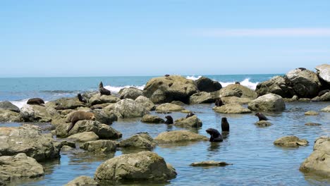 Pelzrobbenkolonie-Entspannt-In-Der-Bucht-Von-Kaikoura,-Neuseeland