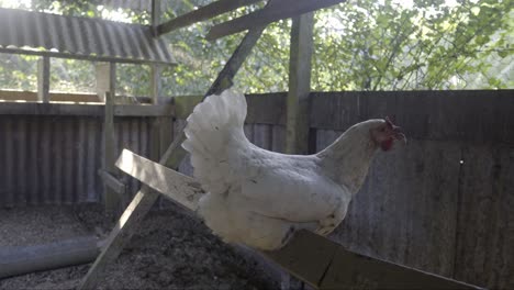 White-chicken-sitting-still-in-the-morning-sunlight-shade,-on-wooden-perch-ladder-in-chicken-coop