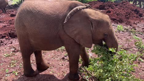 Elefante-Joven-Comiendo-Una-Rama-En-Kenia