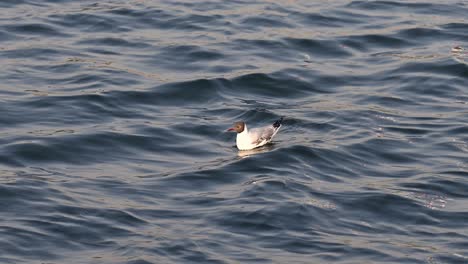 Una-Gaviota-De-Cabeza-Negra-Herida-Flota-En-El-Agua-Del-Mar-Temprano-En-La-Mañana