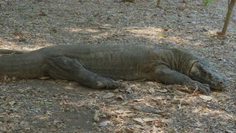 Komodo-dragon-lies-on-the-ground,-showcasing-its-prehistoric-allure