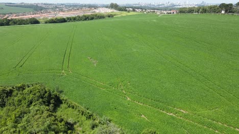 Sojabohnenernte-In-Der-Nähe-Des-Stadtgebiets,-Drohnenansicht