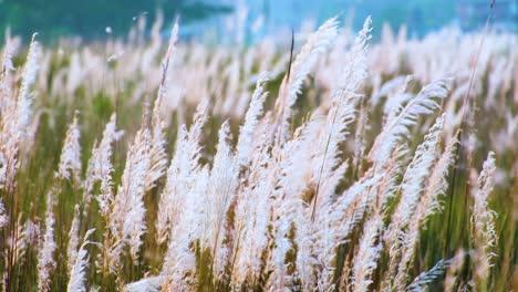 Wild-Sugarcane-Field-full-of-White-Kans-Grass-Flower-in-the-Breeze,-Asia