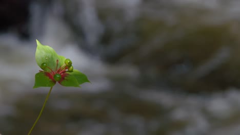 Nature-Background-Sunlit-Medeola-Plant-In-Forest-With-River-Rapids-Backdrop