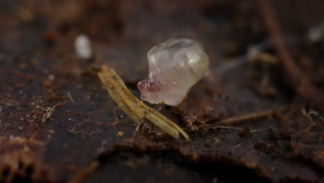 Small-transparent-baby-snail-crawling-slowly-in-forest,-macro-shot