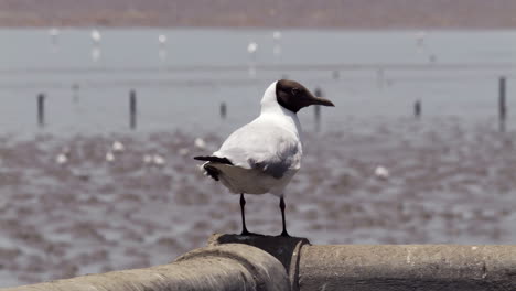 Standing-on-a-concrete-railing-as-the-wind-that-blows-from-the-sea-ruffles-its-feathers,-a-black-headed-seagull-is-resting-while-looking-at-the-other-gulls-in-the-muddy-waters-of-Bangphu,-in-Thailand
