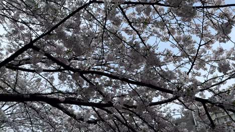 Walking-POV-below-sakura-tree-branches-cherry-blossom-trees-below-skyline-japan