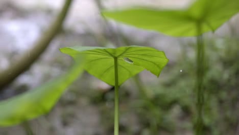 Schwere-Regentropfen-Fallen-Auf-Zerrissenes-Pfeilblatt,-Pflanze-Xanthosoma-Sagittifolium,-Langsamer-Zoom