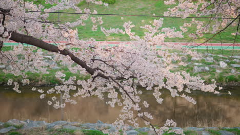 Branch-of-cherry-tree-in-full-bloom,-Yangjae-Citizen-Forest,-background-stream