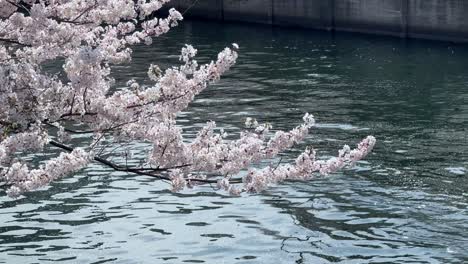 Sakura-tree-branches-waving-above-blue-river-landscape,-cherry-blossom-water