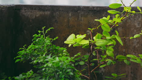 Regentag-Im-Tropischen-Garten