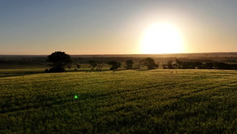 Puesta-De-Sol-Sobre-El-Campo-Con-Canguros