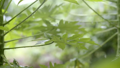 Light-raindrops-falling-on-papaya-leaf,-closeup-droplets-hanging-off-branch