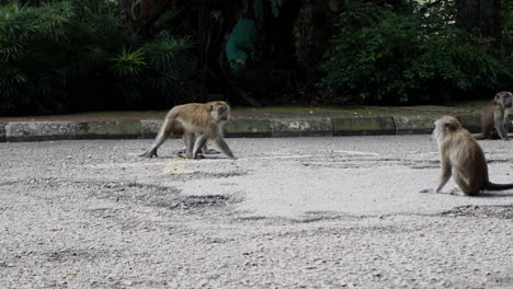 Grupo-De-Monos-Macacos-De-Cola-Larga-En-El-Parque-Urbano-De-Kuala-Lumpur,-Malasia