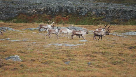 A-herd-of-reindeer-roams-and-grazes-in-the-autumn-tundra-in-Nohtern-Norway