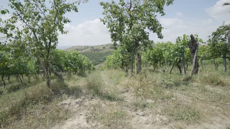 Viñedos-Y-Bodegas-En-Toscana,-Italia,-Campos-Agrícolas-Para-La-Producción-De-Vino-Tinto-Y-Blanco.