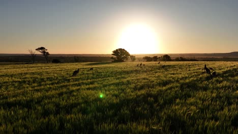 Canguros-Saltando-Hacia-El-Sol-Al-Atardecer