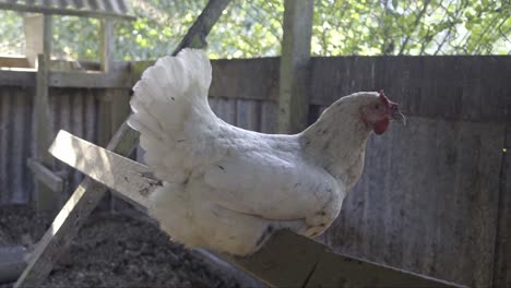 White-chicken-sitting-still-in-the-morning-sunlight-shade,-on-wooden-perch-ladder-in-chicken-coop,-closeup