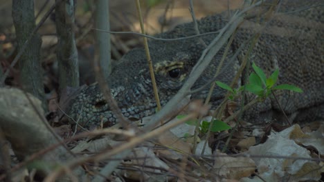 Komodo-dragon's-head-camouflaged-among-the-bushes