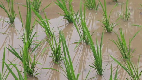 Rice-Crops-And-Water-Rice-Farm-Filed-With-Plant-Rice-Sprouts-In-Raining-Day-Video